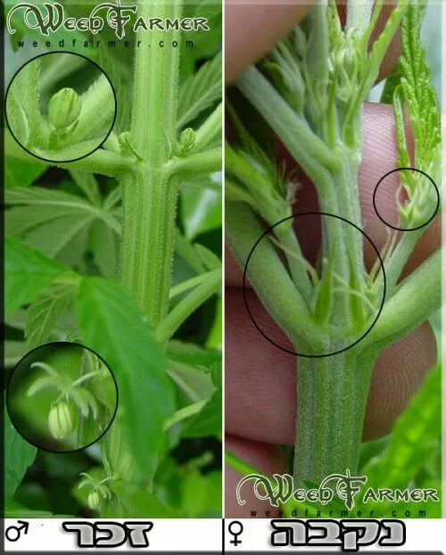 ההבדל בין צמח קנאביס זכר למצח קנאביס נקבה