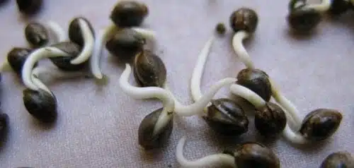 זרעי קנאביס הנבטה