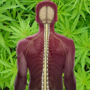מריחואנה לטיפול בפגיעות עמוד-שדרה