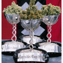 גביע הקנאביס - Cannabis Cup