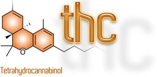 קנבינואיד THC קנבינואיד THC