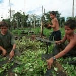 ילדים בשדות הקוקאין בדרום אמריקה