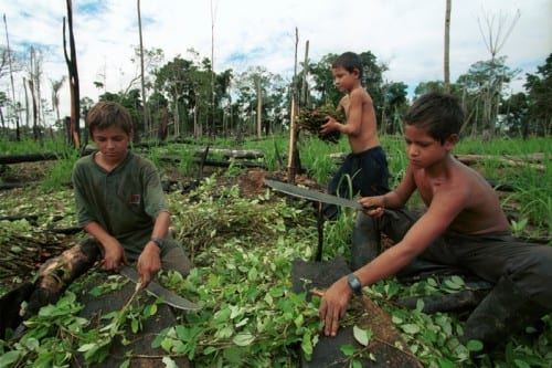 ילדים בשדות הקוקה בדרום אמריקה