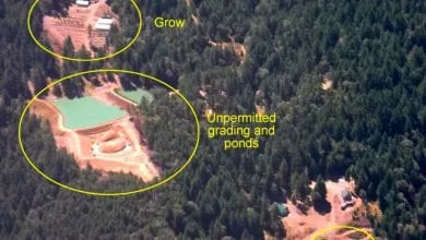 בתי גידול מריחואנה שנתגלו בעזרת לווייני Google Earth