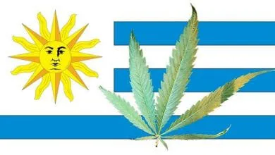 דגל אורוגוואי קנאביס לגליזציה