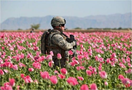 חייל אמריקאי בשדה פרג באפגניסטן.