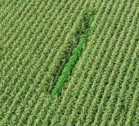 גידולי מריחואנה בתוך שדות תירס
