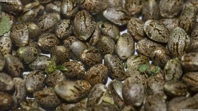 אחסון זרעים: שלושה דברים שזרעים של מריחואנה אוהבים