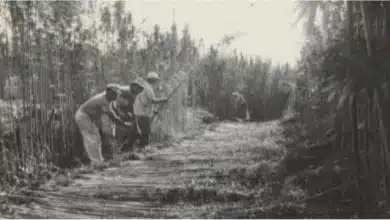 קציר קנבוס בקיבוץ דפנה 1942