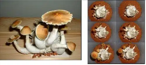 קציר ראשון