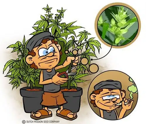 לאט ובזהירות: מסירים מהצמח בולבול בולבול