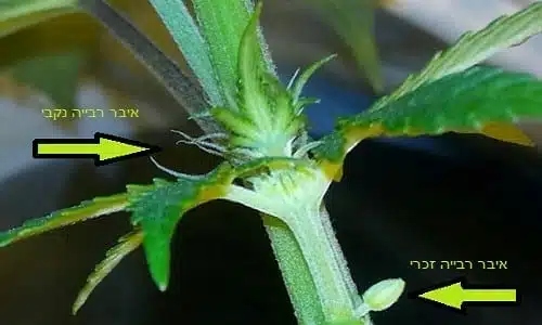 "הרמפרודיט": כל מה שרציתם לדעת על קנאביס 'דו מיני'
