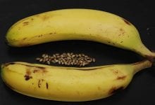 מדריך: איך להפוך את זרעי הקנאביס שלכם לנקביים באמצעות קליפות בננה