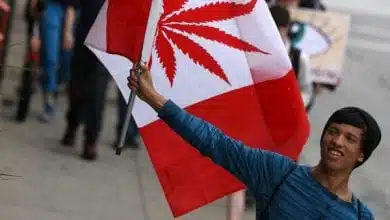 צעיר מחזיק דגל קנדה קנאביס
