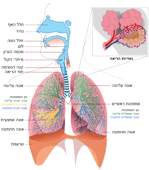 תרשים של מערכת הנשימה