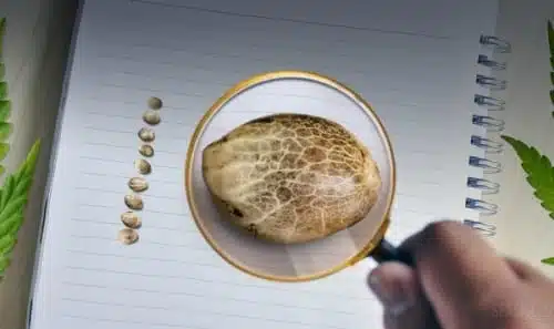 זרעיי קנאביס תחת זכוכית מגדלת
