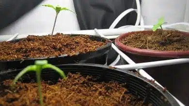 איך להנביט זרעי קנאביס