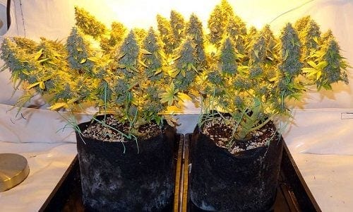 cannabis-smart-pots