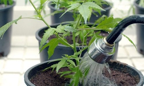 watering-cannabis