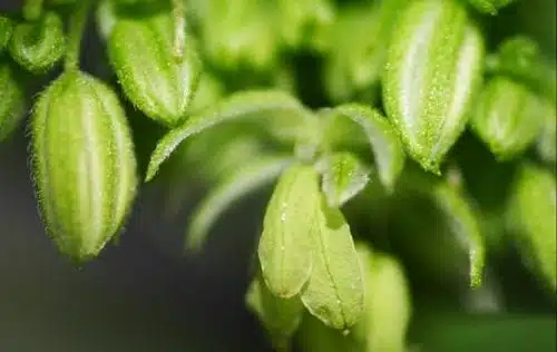 אברי רבייה זכריים המצויים על צמח הקנאביס