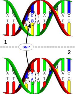 איך DNA וגנטיקה משפיעה השעפת הקנאביס