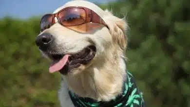 כלב עם משקפיים ובנדנה קנאביס