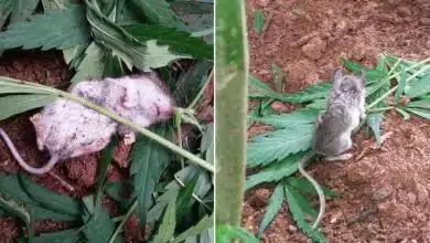 עכבר סטלן נתפס מנשנש קנאביס ומתעלף