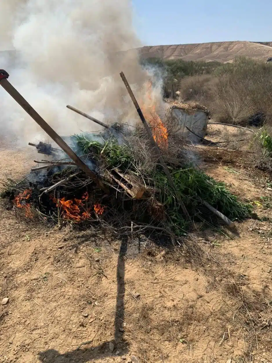 השמדת שריפה צמחי קנאביס