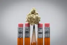 פרח קנאביס מאוזן על עפרונות