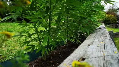 4 צמחי קנאביס בחצר