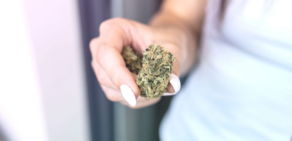 Big,Marijuana,Buds,In,Hands,Close-up.,Medical,Strains,Of,Cannabis