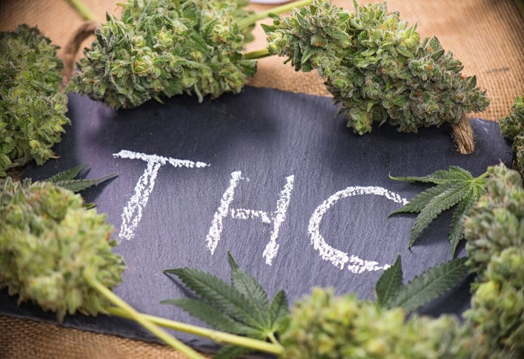 הכיתוב THC עם גיר על לוח ומסביב פרחי קנאביס טריים