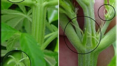 ההבדל בין צמח קנאביס זכר לצמח קנאביס נקבה
