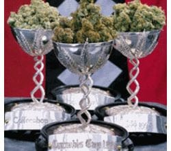 גביע הקנאביס - Cannabis Cup
