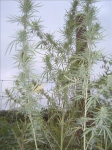 Ditch Weed - קנאביס ללא THC