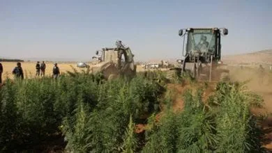 טרקטורים הורסים שדות מריחואנה בלבנון