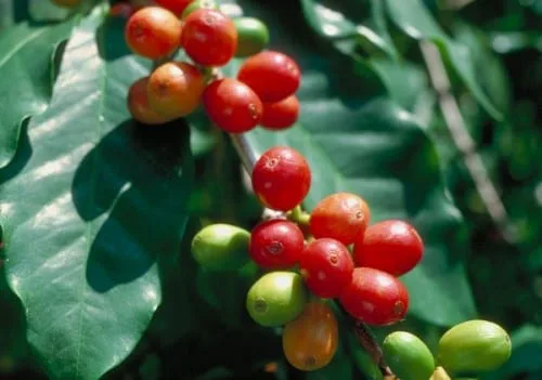 צמחי קפה ערביקה