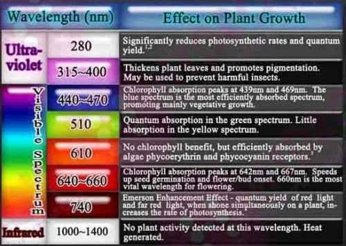 השפעת קרני UVB על צמחים (0-400 ננומטר)