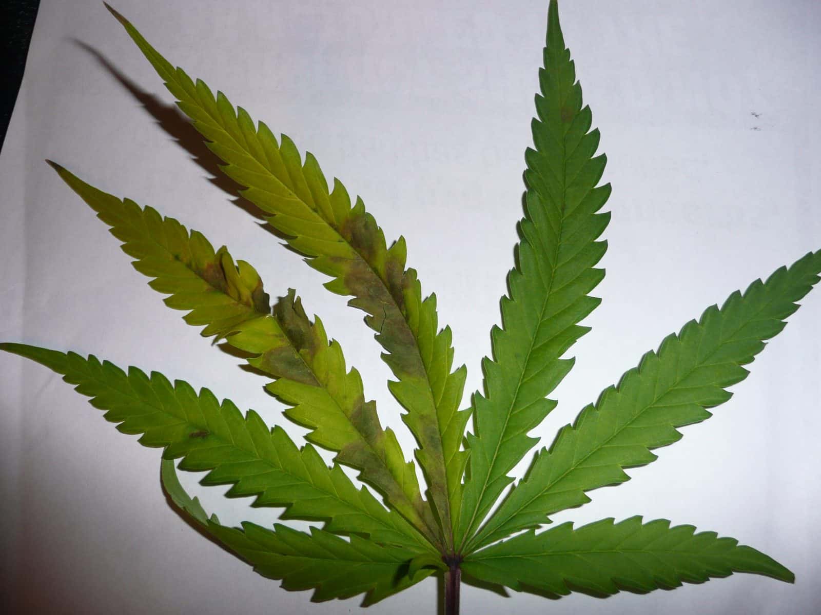 Когда листья чернеют у конопли марихуана полное выведение из организма