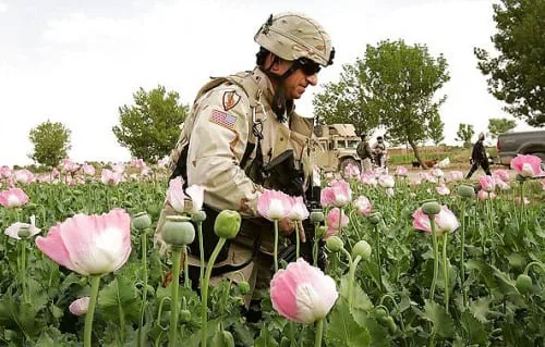 חייל אמריקני בשדות האופיום באפגניסטן