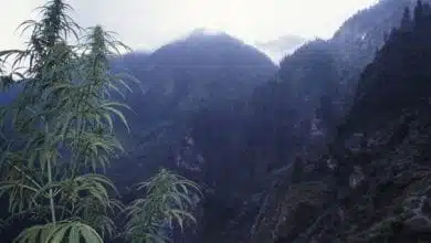 גאנג'ה בהימלאיה