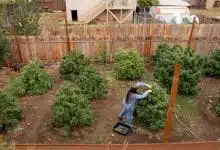 גידול מריחואנה בחצר האחורית - 12 טיפים לגידול בטוח ופורה