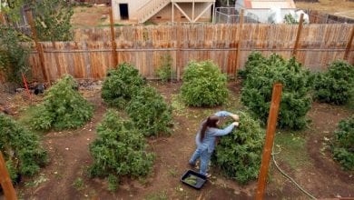 גידול מריחואנה בחצר האחורית - 12 טיפים לגידול בטוח ופורה