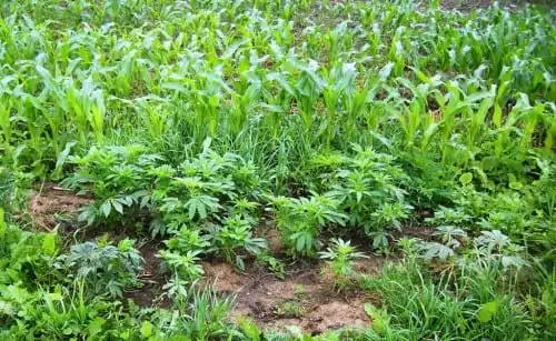 גידולי מריחואנה בשדות תירס