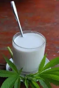 חלב קנבוס