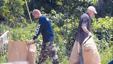 שוטרים פושטים על חוות גידול מריחואנה