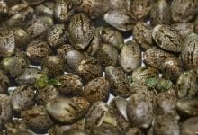 אחסון זרעים: שלושה דברים שזרעים של מריחואנה אוהבים