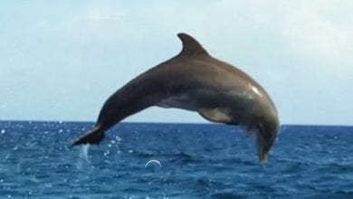 דולפינים מתמסטלים מדגים