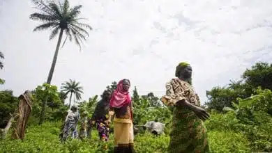 חקלאים ניגריה
