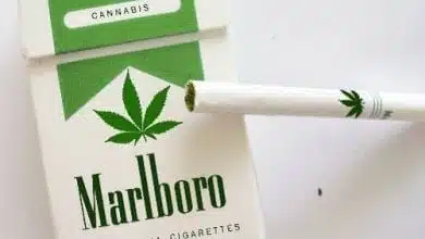 סיגריות מריחואנה